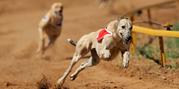 Birthday Activities Greyhound Racing