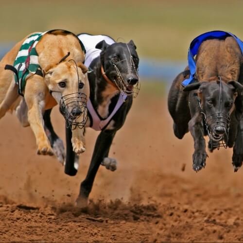 Nottingham Stag Do Activities Greyhound Racing