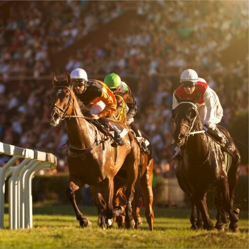 Horse Races Madrid Hen