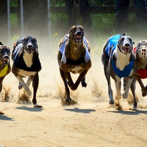 Dinner at the Dogs Nottingham Stag