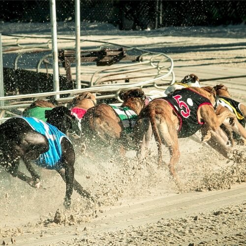 Greyhound Racing Nottingham Hen