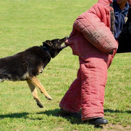 Dog Attack Prank Riga Stag