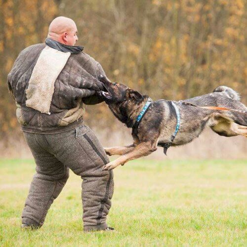 Dog Attack Prank Riga Stag