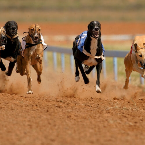 Nottingham Hen Activities Greyhound Racing