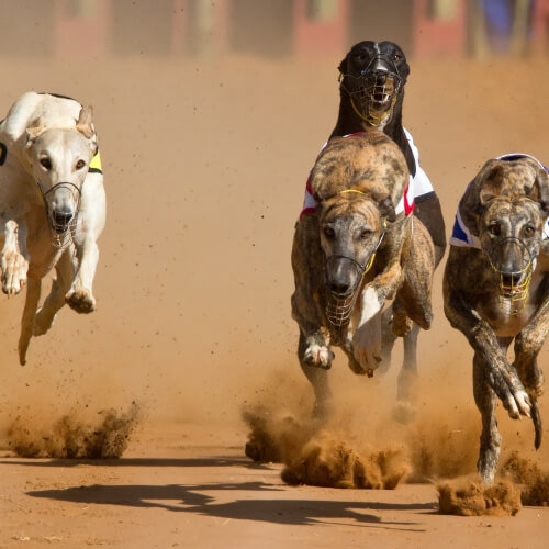 Greyhound Racing Dublin Hen