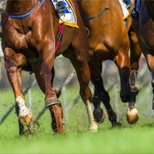 Horse Races Budapest Hen