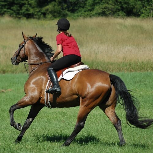  Hen Activities Horse Riding